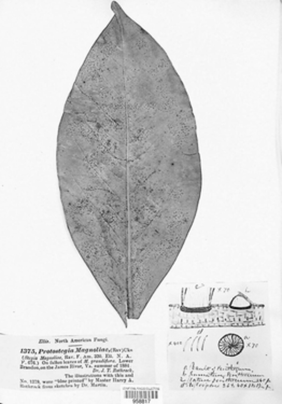 Protostegia magnoliae image